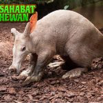 Babi Tanah 45 Karakter Perilaku dan Keunikan Terbaik