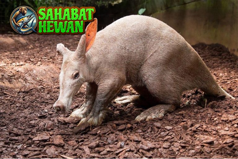 Babi Tanah 45 Karakter Perilaku dan Keunikan Terbaik