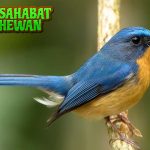 Burung Tledekan 2 Pilihan Tepat Pecinta Kicau
