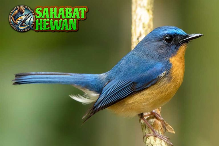 Burung Tledekan 2 Pilihan Tepat Pecinta Kicau