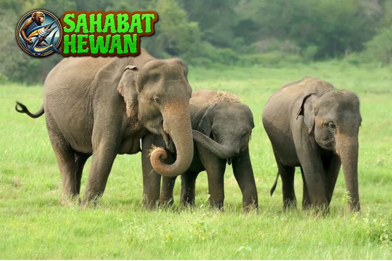 Keunikan Gajah 1 Hewan Pintar dan Penuh Emosi