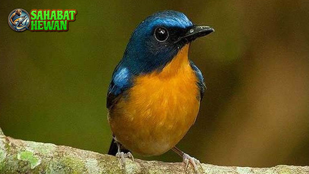 Burung Tledekan 2 Pilihan Tepat Pecinta Kicau