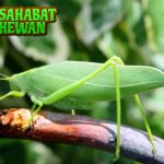 Belalang Daun Si Penyamar 5 Alam yang Memikat