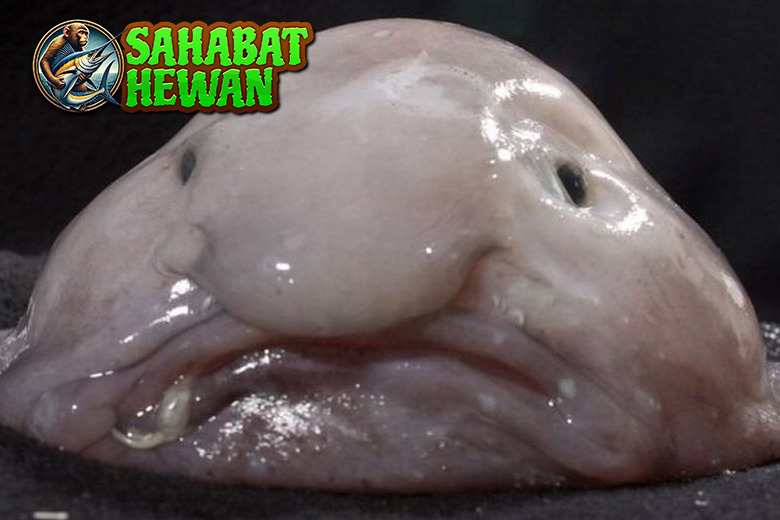 Blobfish Ikan 6 Terjelek dalam Justru Bikin Penasaran!