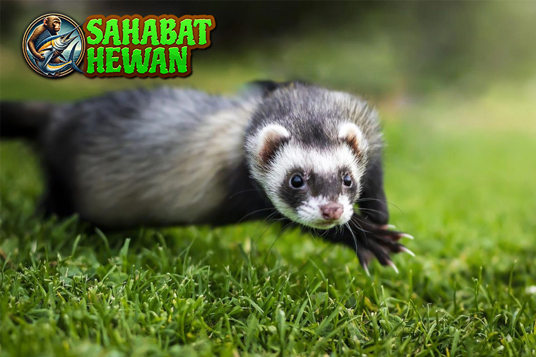 Ferret Teman Kecil dengan 3 Kepribadian Besar
