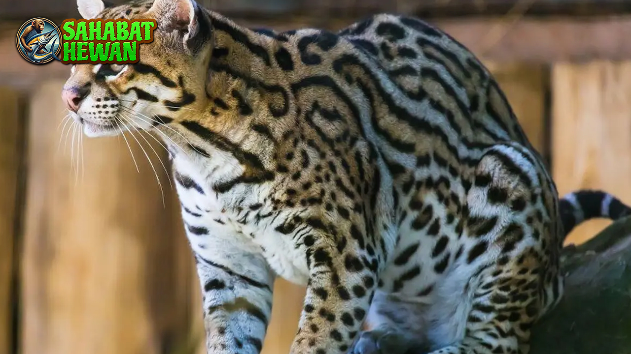Ocelot Si Macan Mini dalam 3 Corak Eksotis Hutan
