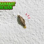 Ulat Dinding Makhluk 1 Kecil, Menarik, dan Aneh