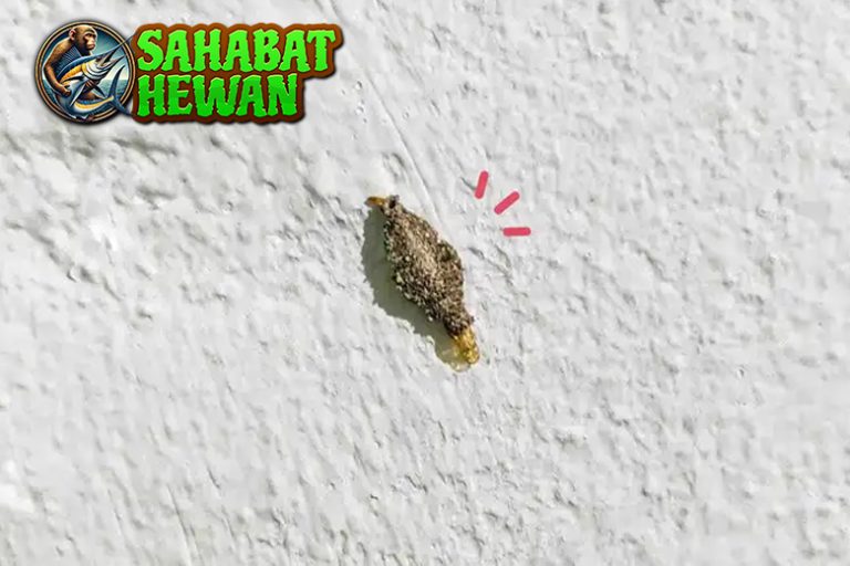 Ulat Dinding Makhluk 1 Kecil, Menarik, dan Aneh