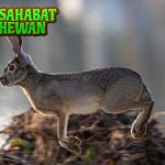 Keunikan Terwelu yang Menarik untuk 3 Dipelajari