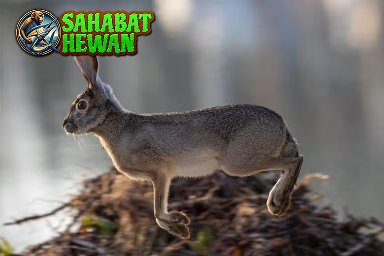 Keunikan Terwelu yang Menarik untuk 3 Dipelajari