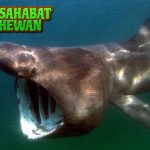 Hiu Basking 11 Predator Laut yang Memikat