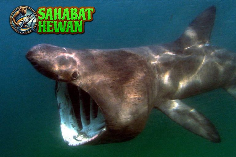 Hiu Basking 11 Predator Laut yang Memikat