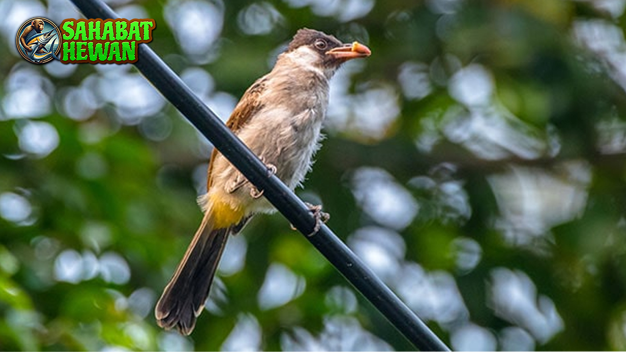 Burung Kutilang Penuh dan 2 Peranannya di Ekosistem