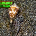 Siput Kerucut 1 Predator Cantik yang Mematikan