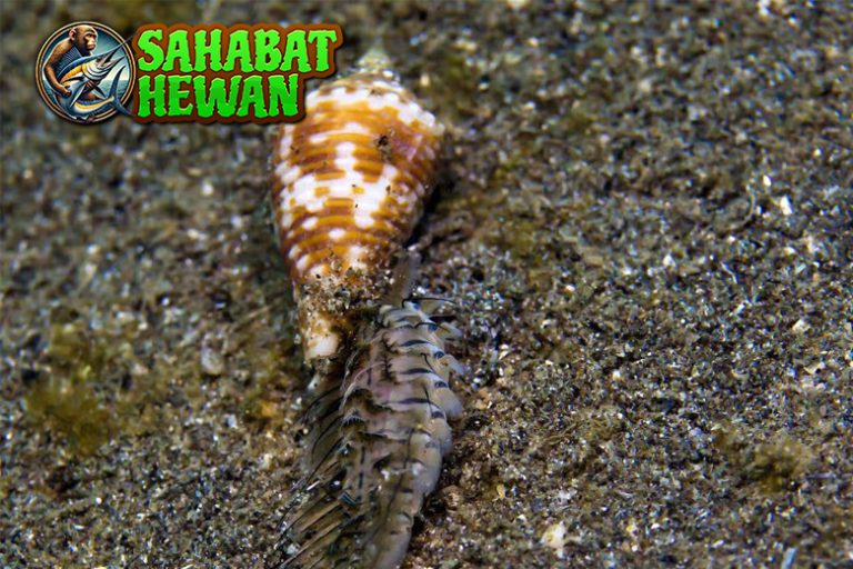 Siput Kerucut 1 Predator Cantik yang Mematikan
