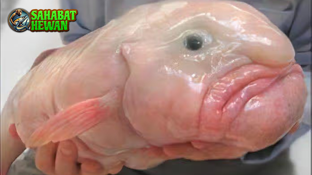 Blobfish Ikan 6 Terjelek dalam Justru Bikin Penasaran!