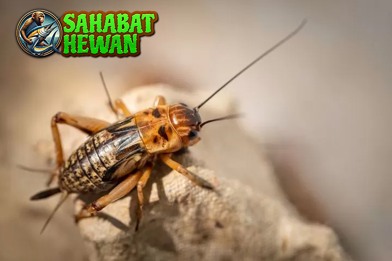 Jangkrik Hewan Kecil dengan 2 Peran Besar di Alam 3 Jangkrik Hewan Kecil dengan 2 Peran Besar di Alam