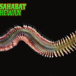 Nereididae Cacing Laut dengan 2 Adaptasi Menarik
