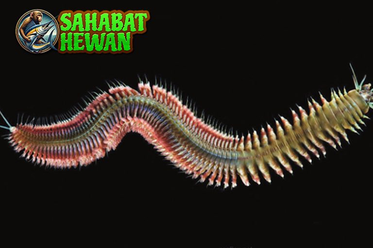 Nereididae Cacing Laut dengan 2 Adaptasi Menarik