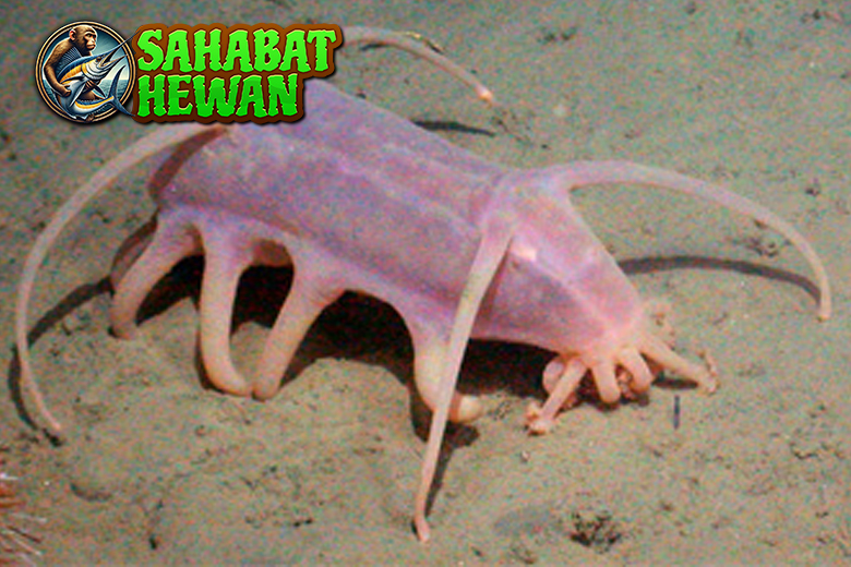 Babi Laut Keunikan dan 6 Tantangan Makhluk Laut! 3 Babi Laut Keunikan dan 6 Tantangan Makhluk Laut!