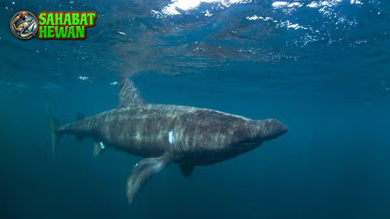 Hiu Basking 11 Predator Laut yang Memikat