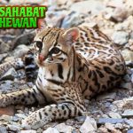 Ocelot:Si Macan Mini dalam 3 Corak Eksotis Hutan