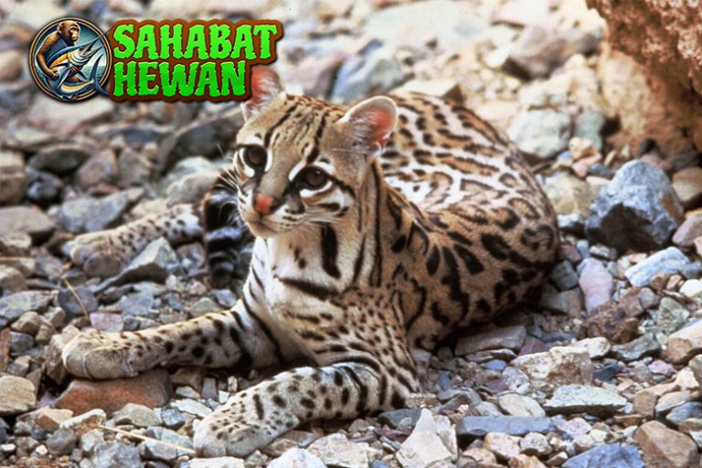 Ocelot:Si Macan Mini dalam 3 Corak Eksotis Hutan
