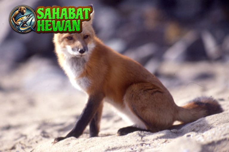 Rahasia Hidup Rubah yang 4 Cerdik dan Memikat