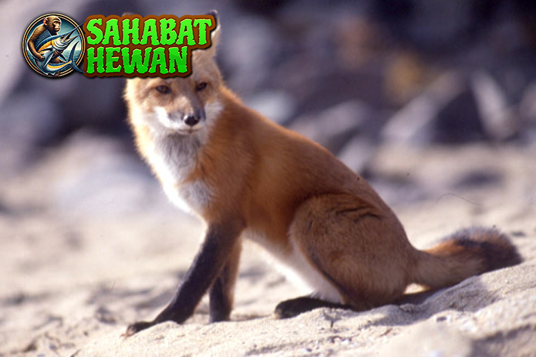 Rahasia Hidup Rubah yang 4 Cerdik dan Memikat 3 Rahasia Hidup Rubah yang 4 Cerdik dan Memikat