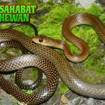 Ular Korros Si Pengecoh dengan Bisa 4x Mematikan