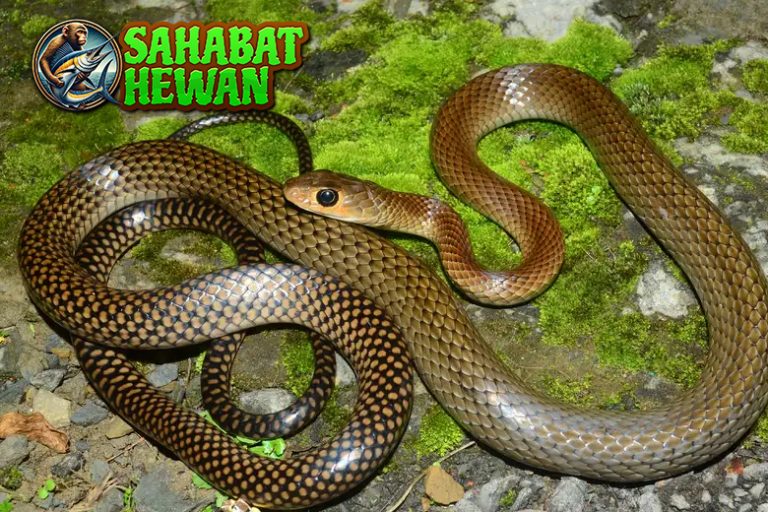 Ular Korros Si Pengecoh dengan Bisa 4x Mematikan