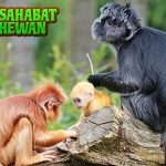 Dunia Lutung 1 Satwa Cantik yang Perlu Dilindungi