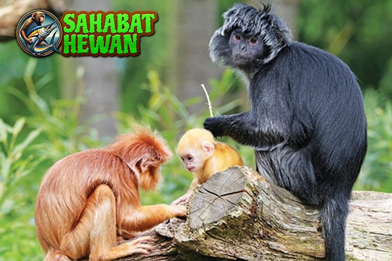 Dunia Lutung 1 Satwa Cantik yang Perlu Dilindungi