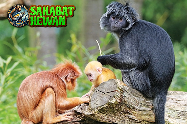 Dunia Lutung 1 Satwa Cantik yang Perlu Dilindungi 3 Dunia Lutung 1 Satwa Cantik yang Perlu Dilindungi