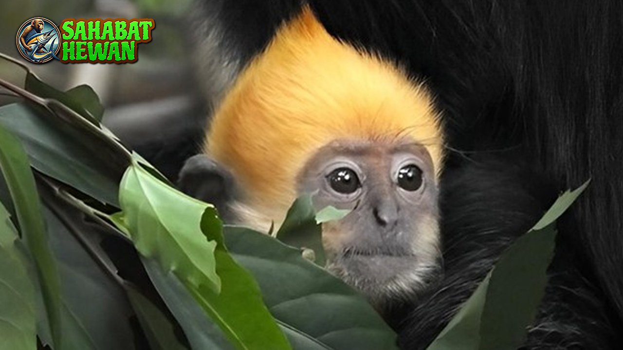 Dunia Lutung 1 Satwa Cantik yang Perlu Dilindungi