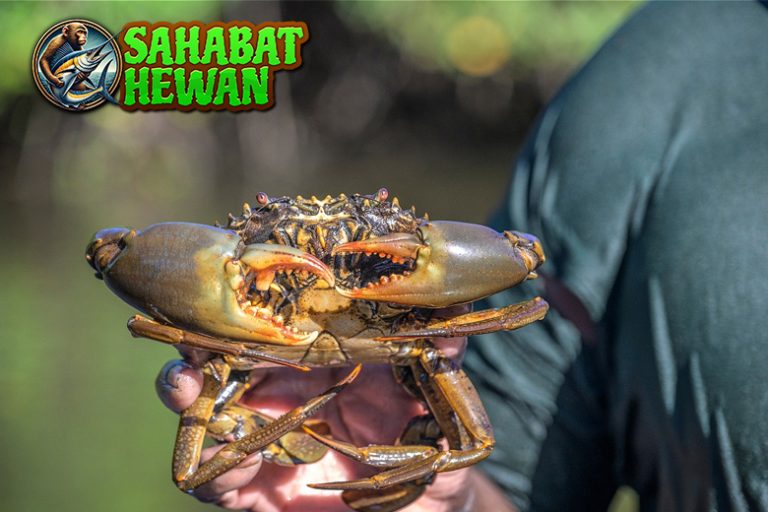 Kepiting 8 Fakta Menarik dan Jenis-Jenisnya!