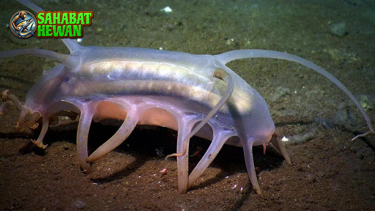 Babi Laut Keunikan dan 6 Tantangan Makhluk Laut!