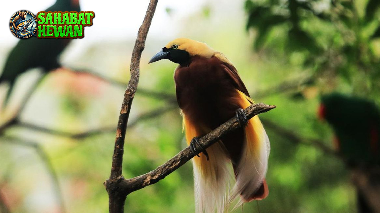 Pesona Burung Cendrawasih Sang 1 Burung Menawan