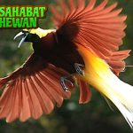 Pesona Burung Cendrawasih Sang 1 Burung Menawan