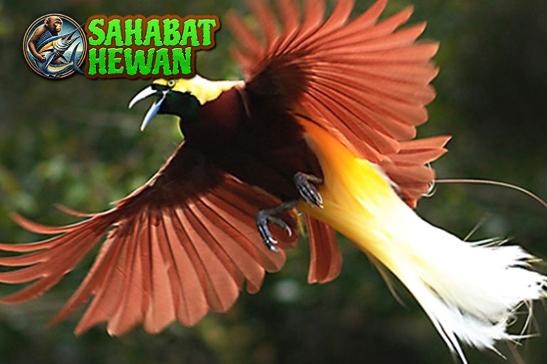 Pesona Burung Cendrawasih Sang 1 Burung Menawan