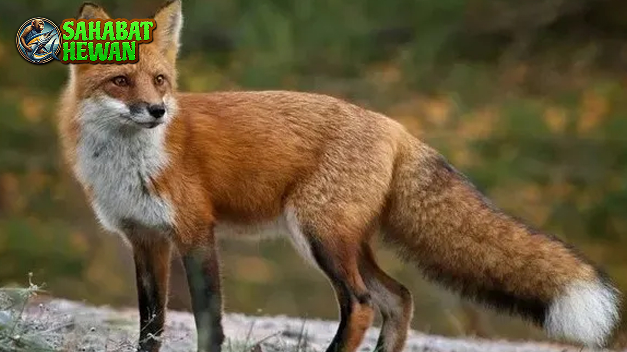 Rahasia Hidup Rubah yang 4 Cerdik dan Memikat