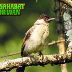 Burung Kutilang Penuh dan 2 Peranannya di Ekosistem