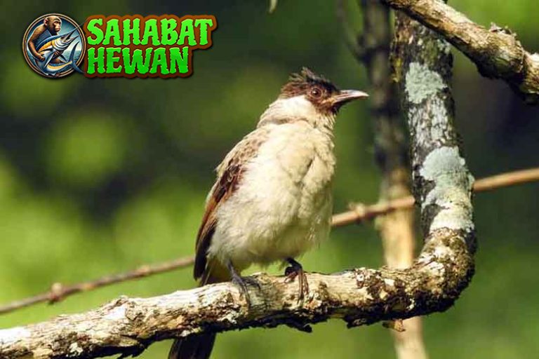 Burung Kutilang Penuh dan 2 Peranannya di Ekosistem