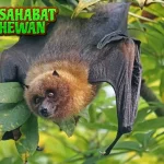 Kelelawar Satwa Malam Baru Punya Peran 2 Vital