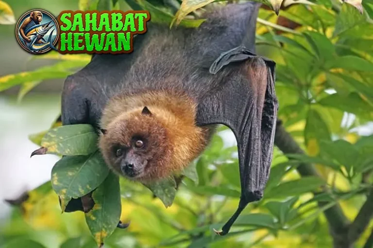 Kelelawar Satwa Malam Baru Punya Peran 2 Vital
