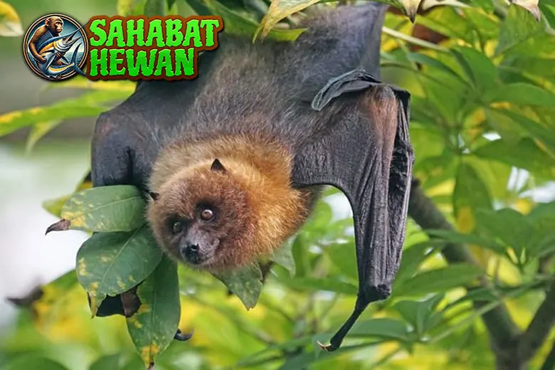 Kelelawar Satwa Malam Baru Punya Peran 2 Vital 1 Kelelawar Satwa Malam Baru Punya Peran 2 Vital