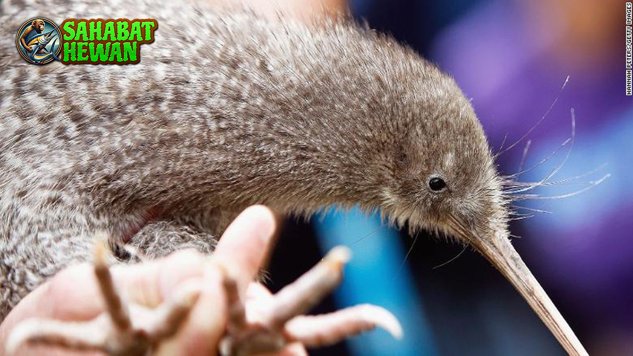 Burung Kiwi Simbol 10 Budaya Ekosistem Langka