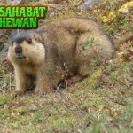 Marmut Sang Pahlawan Mini2 dari Balik Jerami