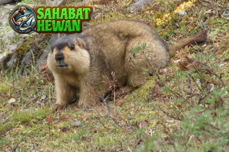 Marmut Sang Pahlawan Mini2 dari Balik Jerami