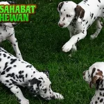 Anjing Dalmatian Cantik, Cerdas, Butuh 3 Perhatian!